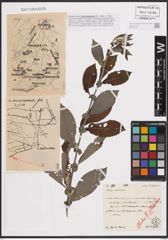 Foto von Salix cinerea L.